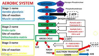 Aerobic system A level [upl. by Weisbart266]