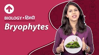 Bryophytes  Hindi  Biology [upl. by Nyrret]