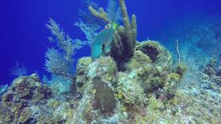 Parrotfish eating coral LCI 42018 [upl. by Cowley228]