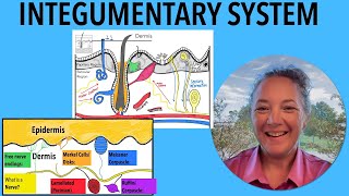 New Complete Integumentary system notes [upl. by Johann825]