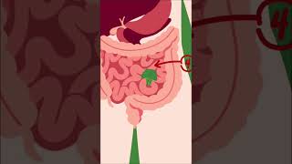 how food pass through the digestive system  AS Globe facts digestivesystem [upl. by Benilda699]