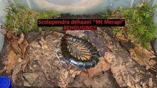 Scolopendra dehaani “Mt Merapi” REHOUSING [upl. by Placeeda945]