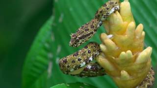 The Many Forms of the Eyelash Viper [upl. by Aehc]