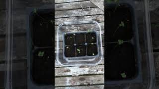 Growing Collard Greens from seed to harvest shorts garden [upl. by Ennairak]