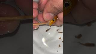 Mother fish giving birth to 2 baby fish 🐬🥰 물고기 魚 fish fishing [upl. by Strickland]