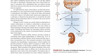 Antidiuretic Hormone ADH in Hindi [upl. by Pritchett]