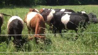 Grass Fed Belted Galloway Cows eating in Pasture Upstate NY [upl. by Oinegue462]