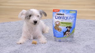 Denta Life Dog Chews  Chewy [upl. by Yremogtnom195]