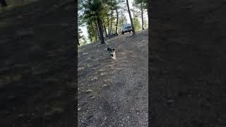 Video of Dispersed Camping  Pike National Forest Divide CO from Brianna K [upl. by Shiroma]