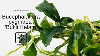 Bucephalandra pygmaea Bukit Kelam [upl. by Jer]