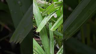 Plants Reed rhapis shortvideo [upl. by Rann]