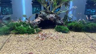 Short Video of our Red Galaxy Pinto Shrimp SSS Grade  CARIDINA CANTONENSIS [upl. by Areis]