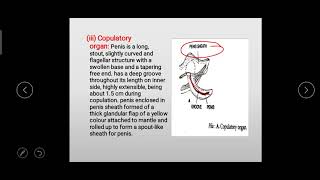 Reproductive system of Pila globosa Apple snail [upl. by Soneson]