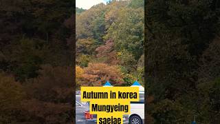 Autumn in korea mungyeong saejae autumninkorea autumn2024 southkoreavlog 4k tinievillarico [upl. by Oiragelo]