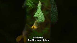 Aashiyana Teri Meri prem Kahani [upl. by Boar]