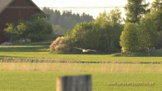 JORDUGGLA Shorteared Owl Asio flammeus [upl. by Asatan]