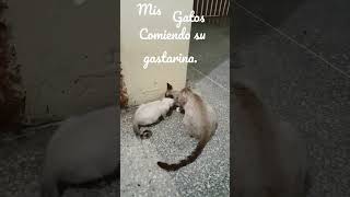 Mis gatos comiendo su gatarina [upl. by Ambrosi747]