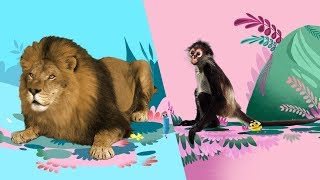 StoryBots  Animal Songs 🦁🐵🐪 Music To Learn For Kids  Netflix Jr [upl. by Artenal]