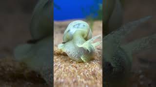 Yoda snail closeup [upl. by Sindee]