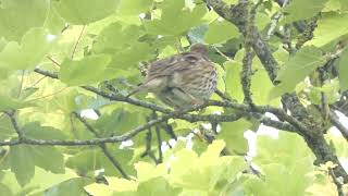 Song Thrush  Rufford 18th June [upl. by Hassett]