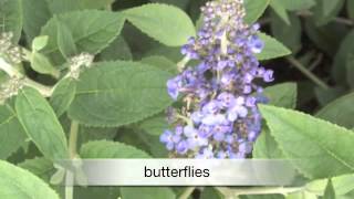 Buddleia Flutterby Petite [upl. by Paton]