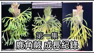 【鹿角蕨系列】Platycerium鹿角蕨成長紀錄分享 第一集AM [upl. by Anoved]