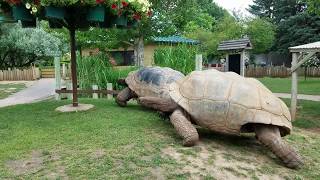 Giant Tortoises at Full Speed [upl. by Ayatahs]