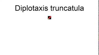 Diplotaxis Truncatula [upl. by Kcirdes]