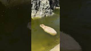 Travel vlog Swimming capybara 水豚 masbro ｜kobe animal kingdom [upl. by Lledner]