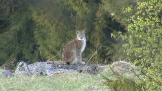 LODJUR Lynx Lynx Eurasian lynx Klipp  342 [upl. by Aehsila149]