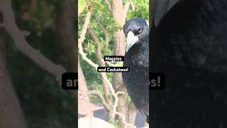 Magpie Call vs Cockatoo Feed [upl. by Sucam]