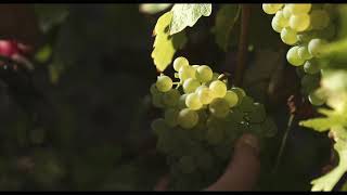 Domaine Villebois  Film 2020  ANG [upl. by Galvin]