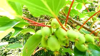 Actinidia arguta [upl. by Jayme]