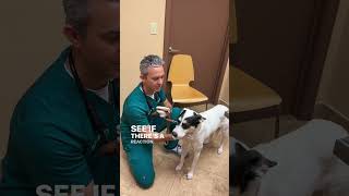 Kennel Cough Exam amp Test in Dogs [upl. by Rapsac]