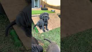 Cane Corso Puppy Power [upl. by Gwendolyn]