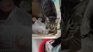 cats funny compilation part 1 shorts funny cuteanimals cat animals [upl. by Mohammad]