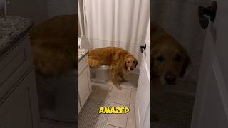 The Dog Peed On The Toilet dog cute viralvideo [upl. by Chem]