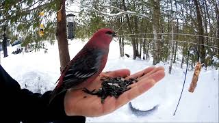 Pine Grosbeak [upl. by Pond661]