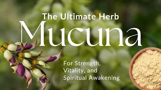 The Growing Buzz around Mucuna What makes this Ancient Herb so Special [upl. by Alam]