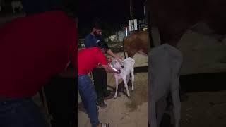 Day 11  Cow radium belt  गोवंश सुरक्षा रेडियम बेल्ट मुहिम  CowSafetyRadiumBelt mvs [upl. by Florin]