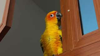 Sun Conure playing  Julie so lovely 🥰 [upl. by Soo]