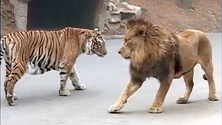 Lion VS Tiger Real Fight  Tough Creatures Ep 4 [upl. by Kulseth]