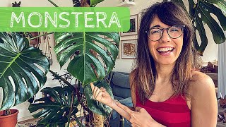 Monstera deliciosa care  swiss cheese plant care [upl. by Jeroma591]