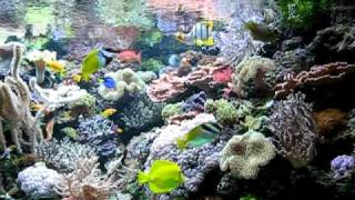 Coral Reef Aquarium 800 gallon Holland [upl. by Etz]