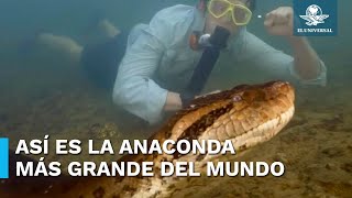 Captan a la anaconda más grande del mundo en la selva amazónica [upl. by Kcirdet]