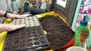 Starting Begonias from Seed [upl. by Anits]