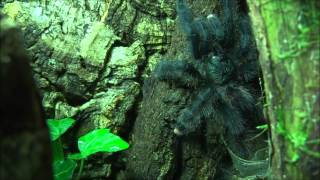 Avicularia metallica  molted amp feeding [upl. by Eniamrehs706]