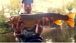 Fly Fishing Wild Brown Trout UK Trophy fish [upl. by Attenaz]