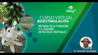 Curso Bioestimulación de la Floración y el Cuajado en Frutales TropicalesDr Rodolfo Gonzales Bante [upl. by Hagerman]