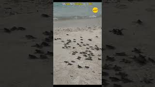 Man saves Turtle Baby and give Them Freedom [upl. by Akinas]